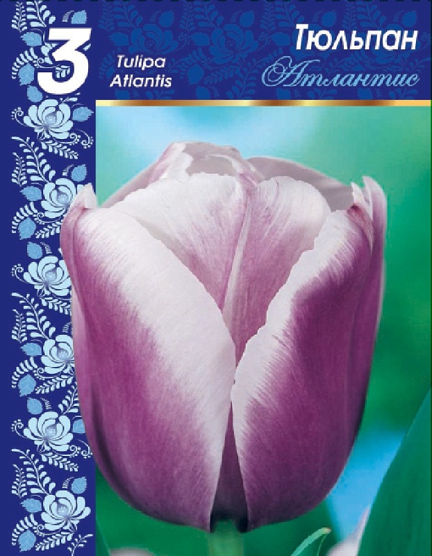 Тюльпан Атлантис 1 уп. (3шт.) 